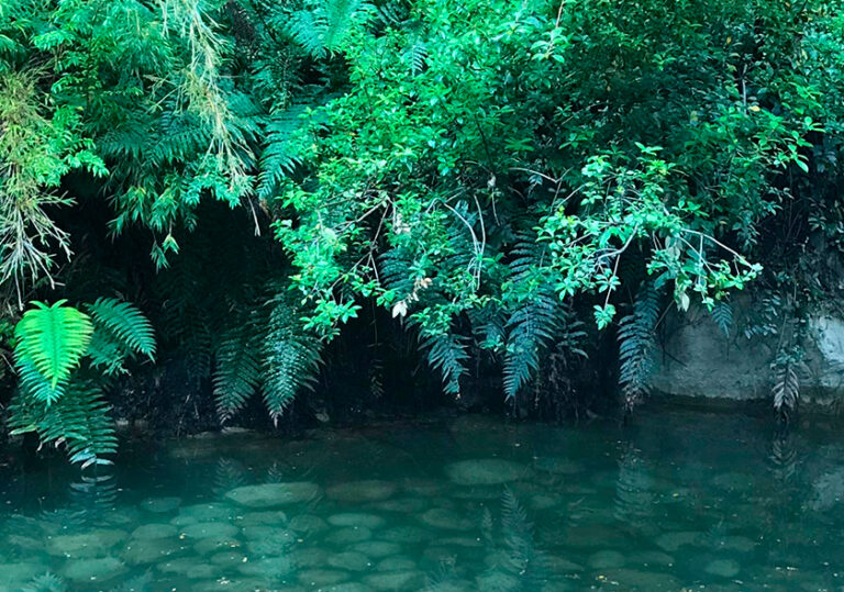 Crystal-clear thermal water surrounded by ferns at the Chelenko hot springs